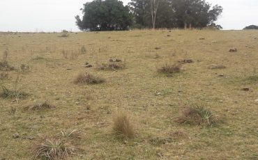 Venta campo 7 hectáreas en Maldonado a 16 kms de Garzón