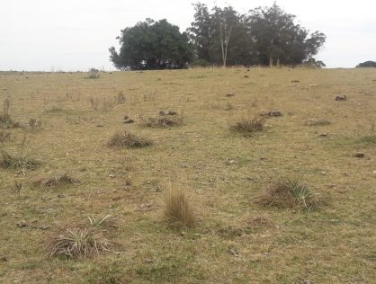 Venta campo 7 hectáreas en Maldonado a 16 kms de Garzón