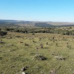 Venta campo 29 hectáreas en Maldonado, a 20 kilómetros de Pueblo Edén