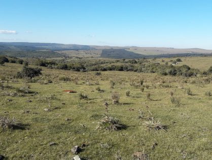 Venta campo 29 hectáreas en Maldonado, a 20 kilómetros de Pueblo Edén