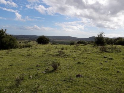 Campo 13 hectáreas a 2 kms de Ruta 12 Cerro 2 hermanos Maldonado