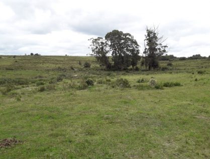 Venta campo 60 hectáreas sobre Ruta 39 Paraje Las Cañas